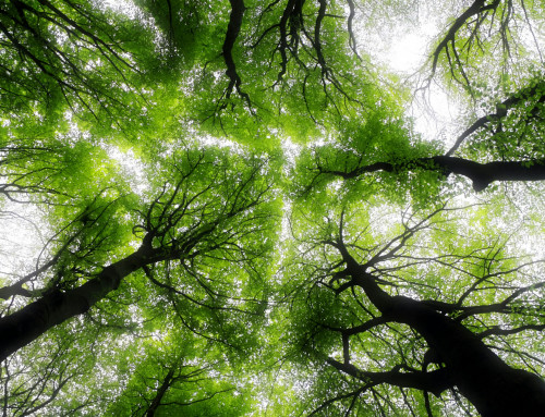Raus aus dem Alltag, rein in den Wald: dein ayurvedischer Reset